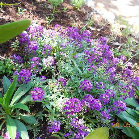 Marijana Apartament *