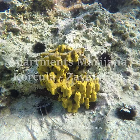 Marijana Apartament Zavalatica