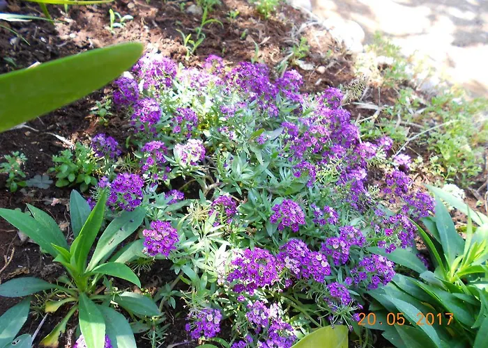 Marijana 아파트 *