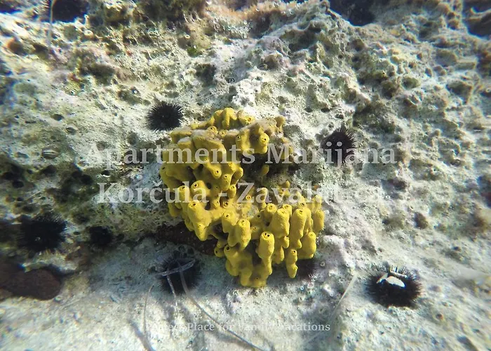 Marijana 아파트 자발라티카